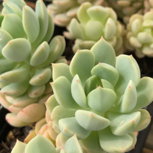 Sedeveria Spring Jade