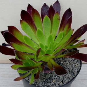 Aeonium Firecracker