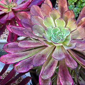 Aeonium 1: Aeonium Ink Painting