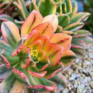 Aeonium 1: Aeonium Sweet Tea