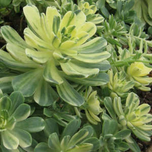 Aeonium 1: Aeonium Castello-Paivae 'Harry Mak' | Suncup