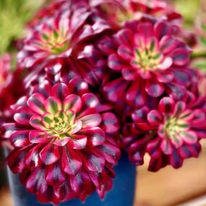 Aeonium 1: Aeonium Medusa