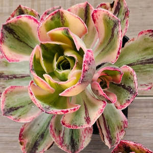 Aeonium 1: Aeonium Red Fuji Variegated | Marnier-Lapostolle Variegatum