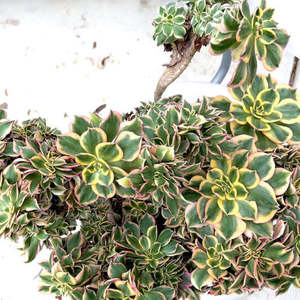 Aeonium 1: Aeonium Sunburst Crested