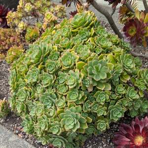 Aeonium 1: Aeonium Decorum var Guarimarense | Miniature Bonsai version