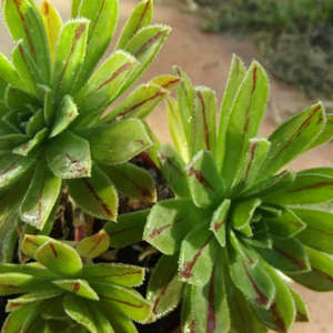 Aeonium 1: Aeonium x Hybridum
