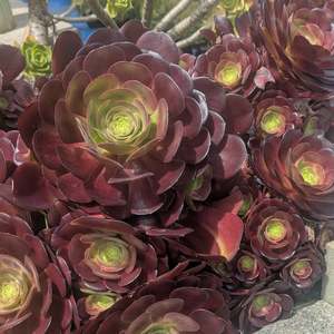 Aeonium 1: Aeonium Arboreum Velour