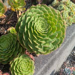 Aeonium 1: Aeonium Subplanum Hybrid