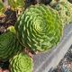 Aeonium Subplanum Hybrid
