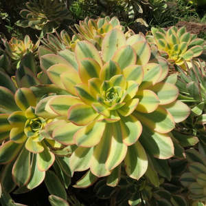 Aeonium Sunburst | Copper Pinwheel