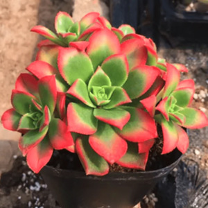 Aeonium 1: Aeonium Decorum Variegata