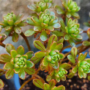 Aeonium 1: Aeonium x Loartei
