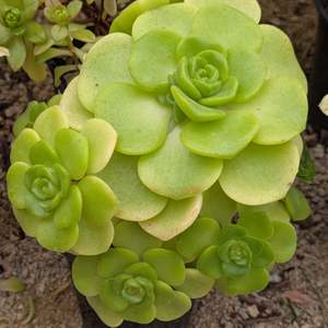 Aeonium 1: Aeonium Lily Pad