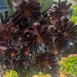 Aeonium Arboreum Zwartkop | Black Rose Aeonium
