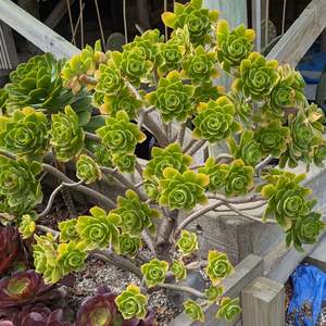 Aeonium 1: Aeonium Urbicum | Salad Bowl Aeonium
