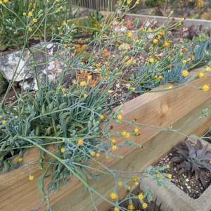 Senecio 1: Senecio Kleiniiformis | Spear Head