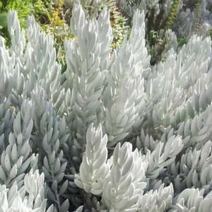 Senecio 1: Senecio Haworthii | Cocoon Plant