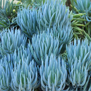Senecio 1: Senecio Serpens | Blue Chalksticks