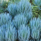Senecio Serpens | Blue Chalksticks