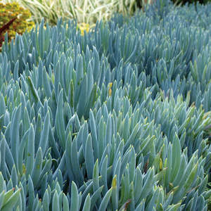 Senecio serpens | Blue Chalksticks 1.5ltr