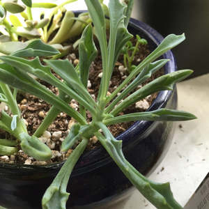 Senecio Kleiniiformis | Spear Head
