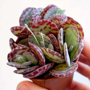 Kalanchoe Marmorata | Leopard Penwiper Plant