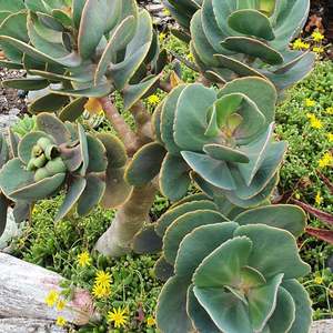Kalanchoe 1: Kalanchoe Rotundifolia