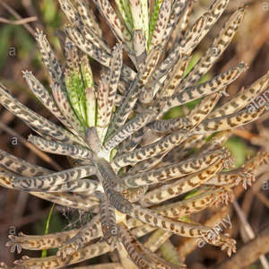 Kalanchoe 1: Kalanchoe Delagoense | Mother of Millions