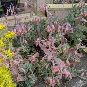 Kalanchoe Fedtschenkoi | Lavender Scallops