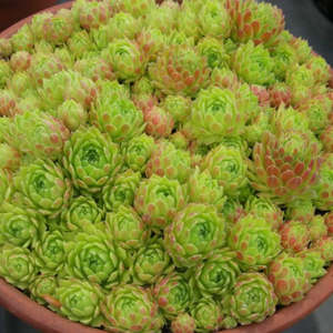 Sempervivum 1: Sempervivum Atlanticum | Hen and Chicks