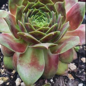 Sempervivum 1: Sempervivum Butterpat