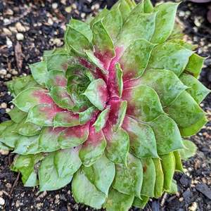 Sempervivum 1: Sempervivum Amber