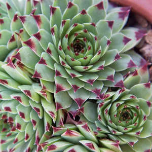 Sempervivum Calcareum - Houseleek Greenii