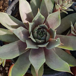 Sempervivum Utopian Rock Pine