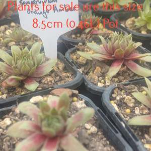 Sempervivum Orange Amber