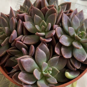 Other Succulents: Sinocrassula Indica