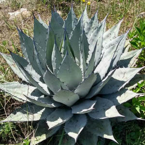 Other Succulents: Furcraea Roezlii