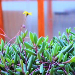 Other Succulents: Othonna Capensis | Ruby Necklace