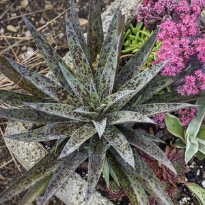 Other Succulents: Mangave Pineapple Express