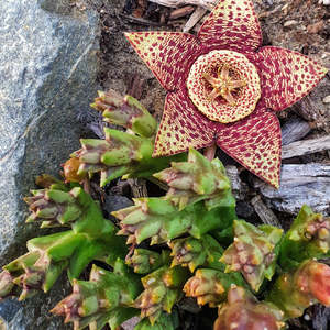Other Succulents: Orbea Variegata | Starfish Plant