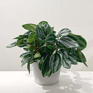 Peperomia Mini Watermelon 14cm
