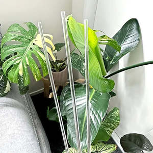 Clear Plant Support Stake