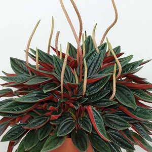 Peperomia: Peperomia Rosso