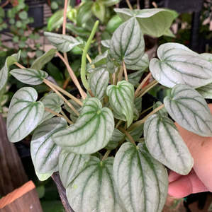 Peperomia: Peperomia Caperata | Moonlight