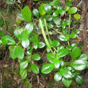 Peperomia: Peperomia Urvilleana