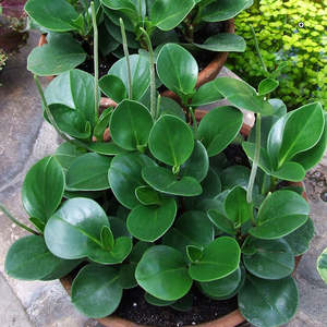 Peperomia: Peperomia Obtusifolia | Baby Rubber Plant