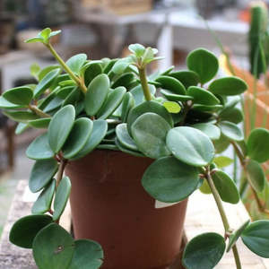 Peperomia: Peperomia Tetraphylla | Peperomia Hope