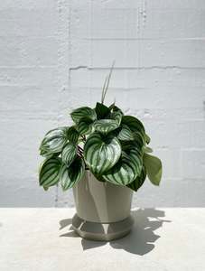 Watermelon Peperomia