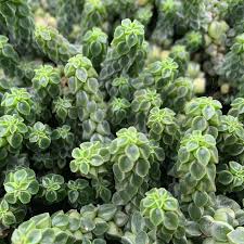 Peperomia: Peperomia Columella | Columnar Peperomia