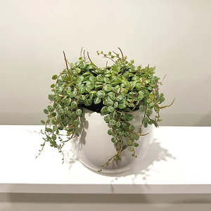 Peperomia: Peperomia 'String of Turtles' 12cm